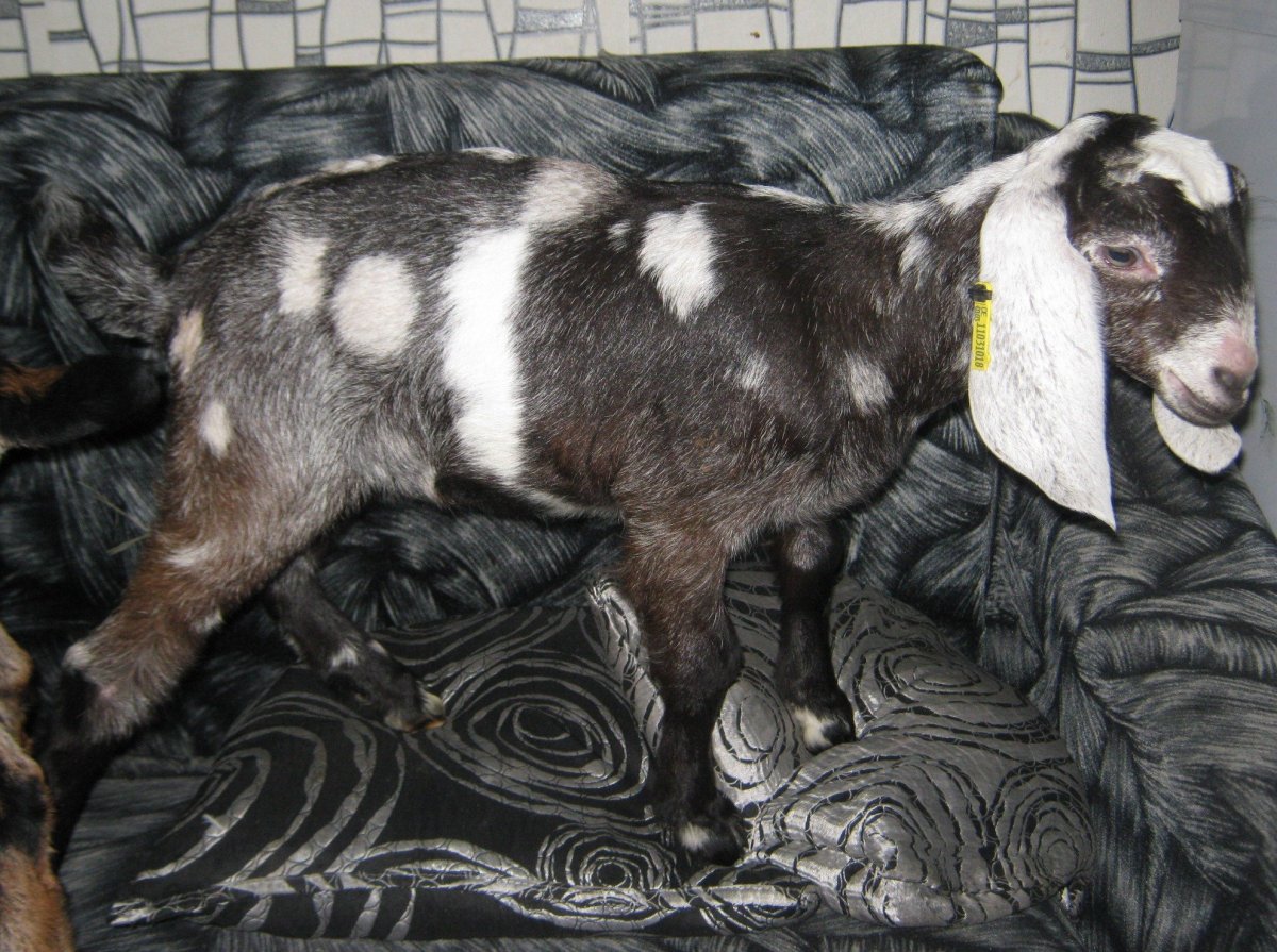 Страшная порода коз