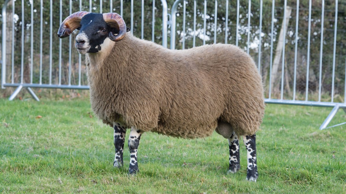 Баран в полный рост