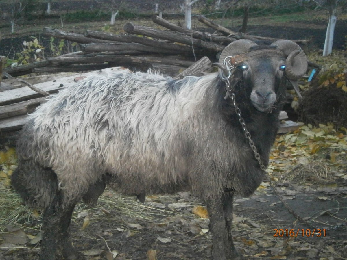 Архар баран черный