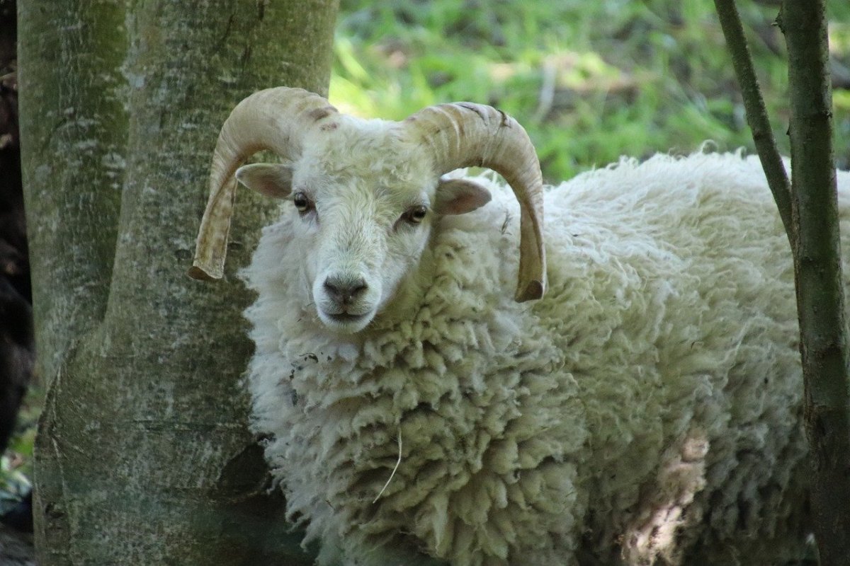 Овечья шерсть Овечка