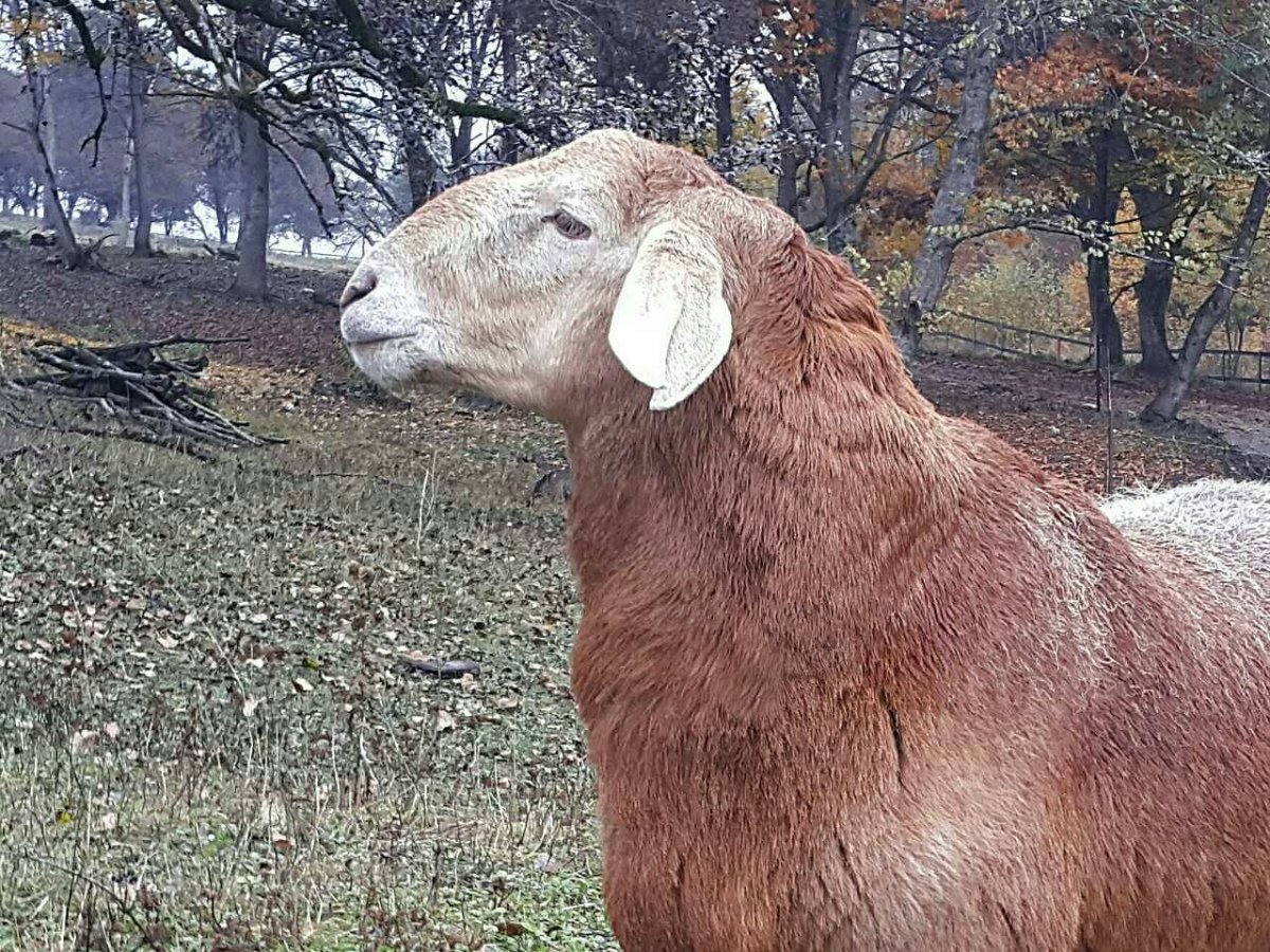 Бухарские овцы