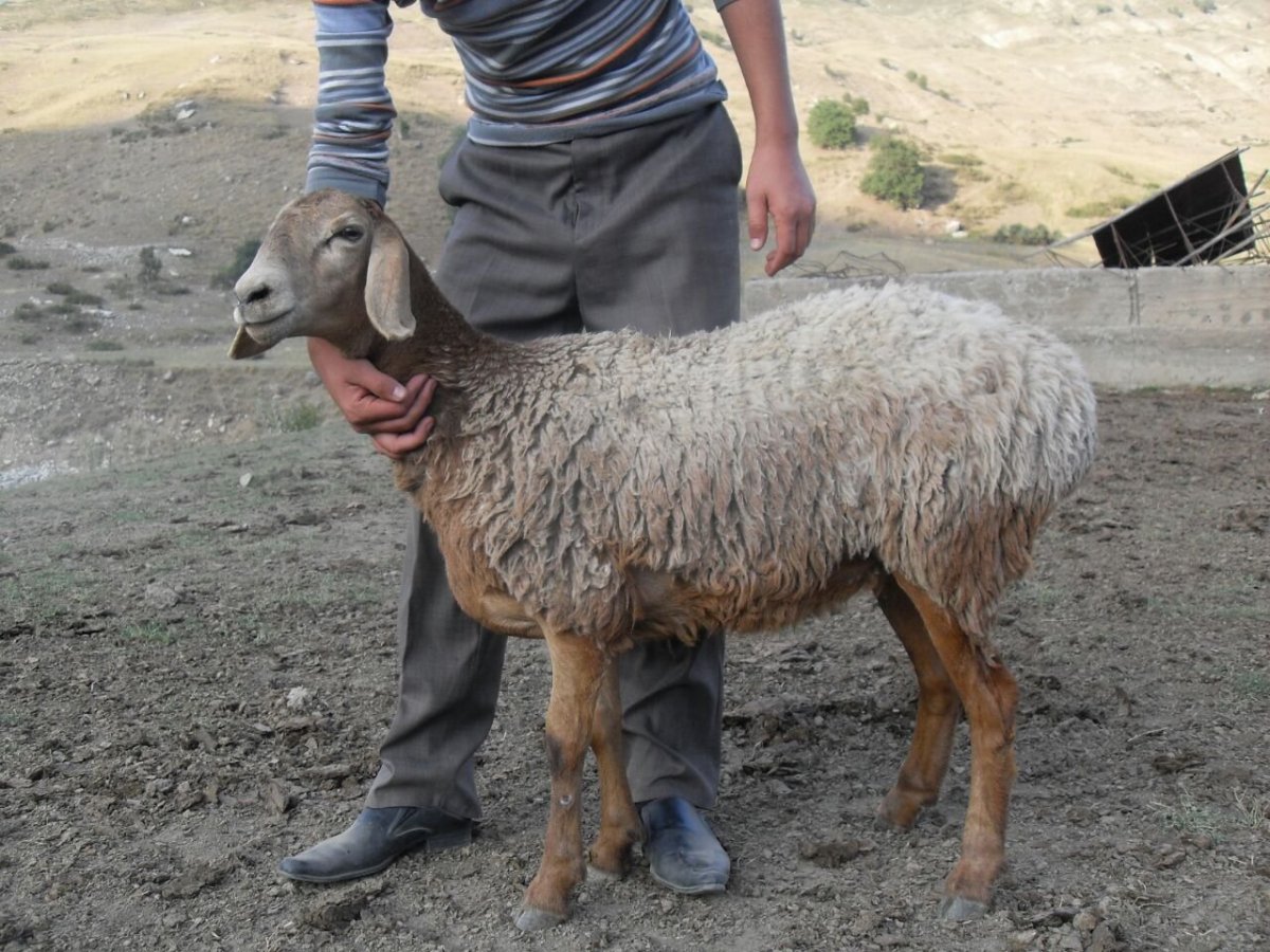 Гиссарские овцы Хаджи