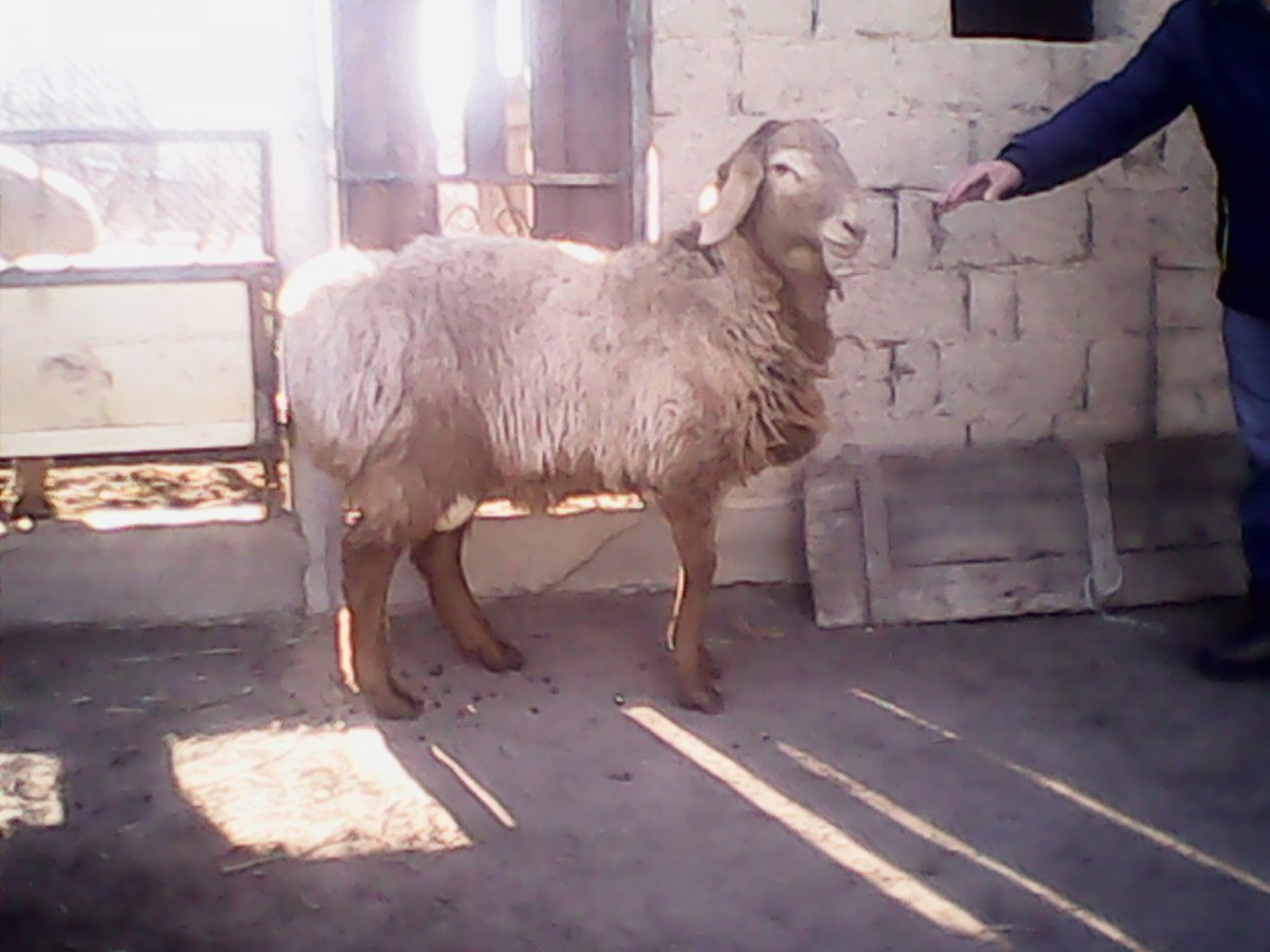 Курдючный баран