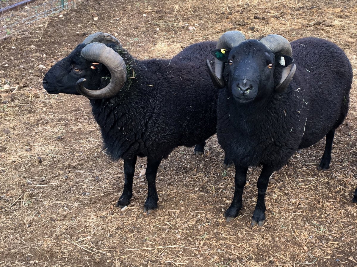 Каракульская порода овец Тонина шерсти