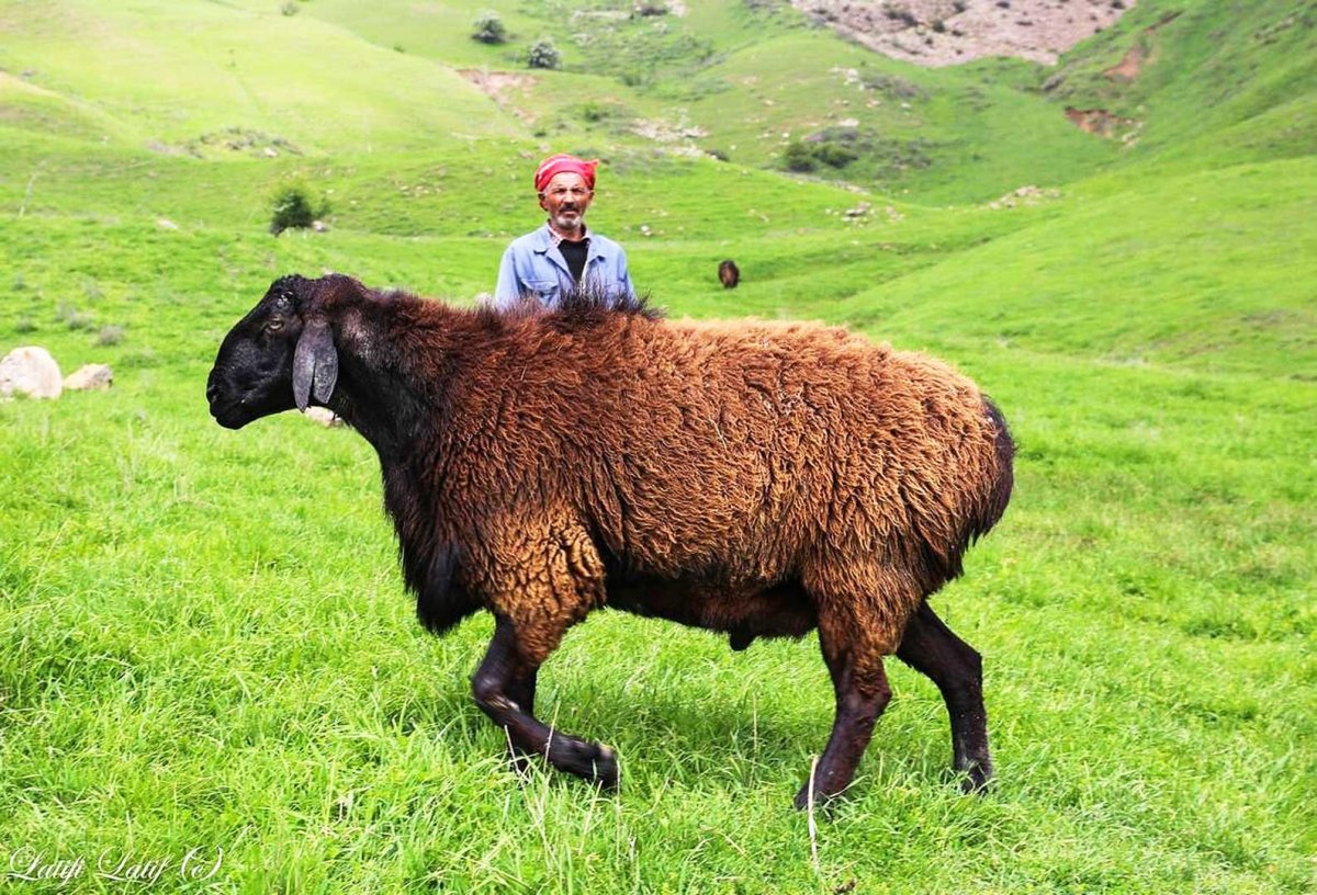 Овцы породы Гиссар