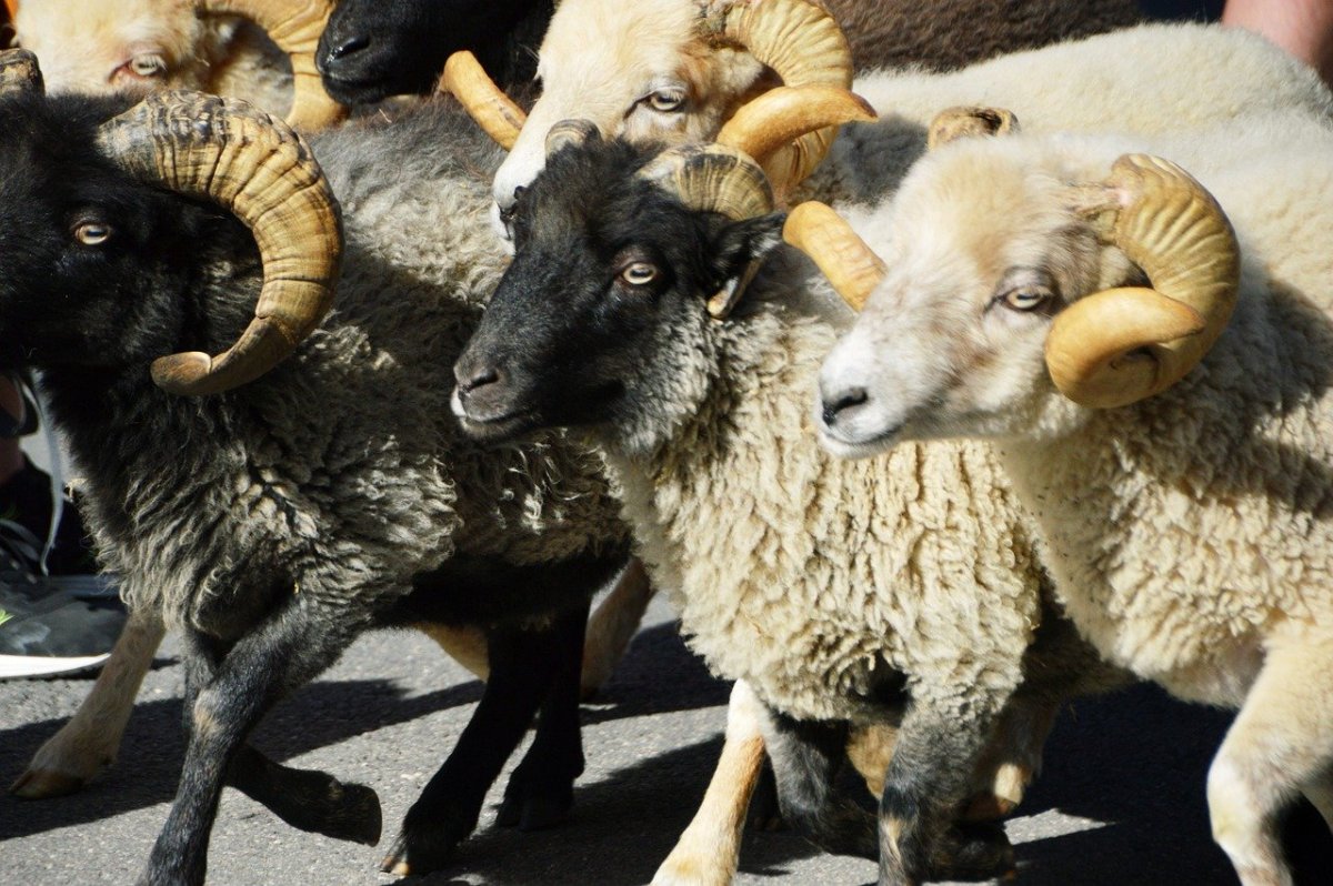 Дагестанский курдючный баран