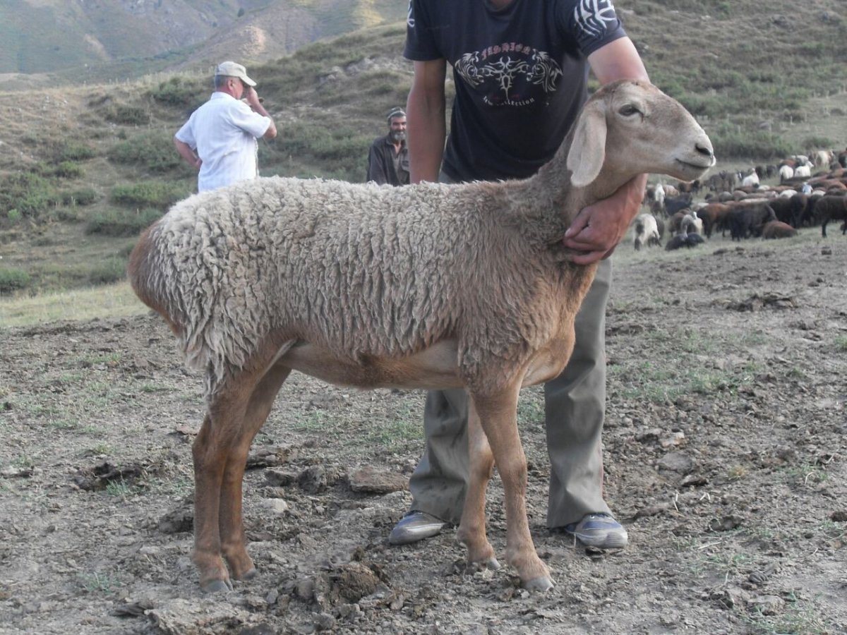 Каракулевая порода овец