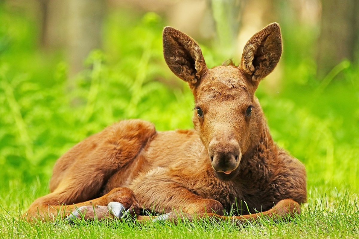 Лосенок лежит в траве
