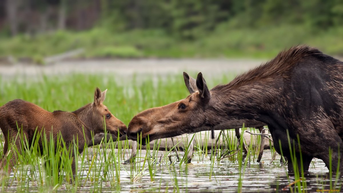 Озерный Лось
