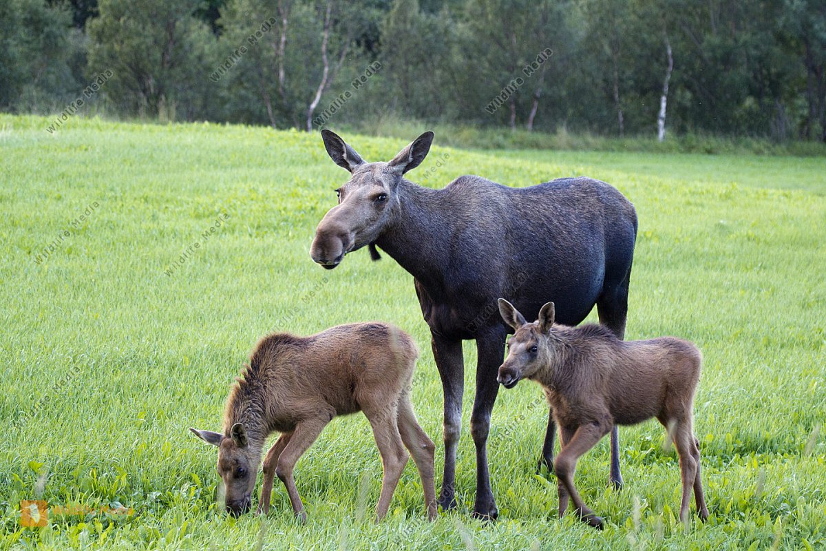 Лосенок с мамой