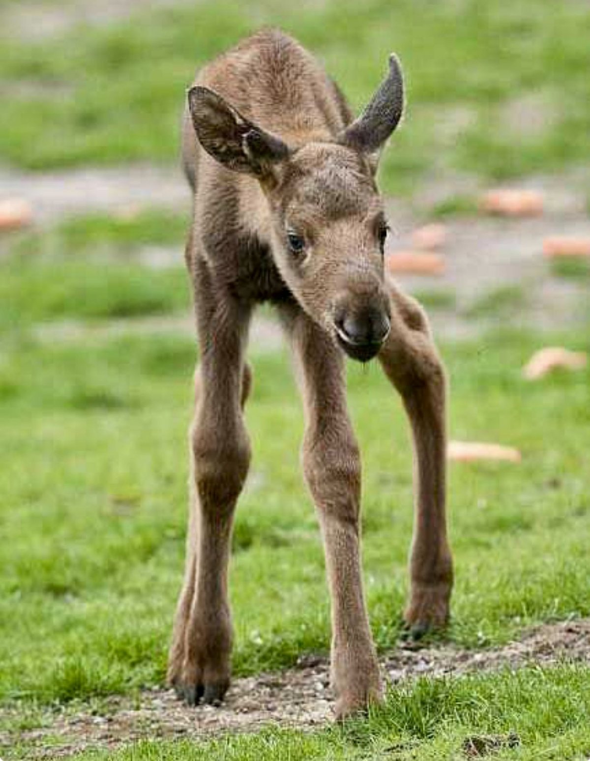 Детеныш лося