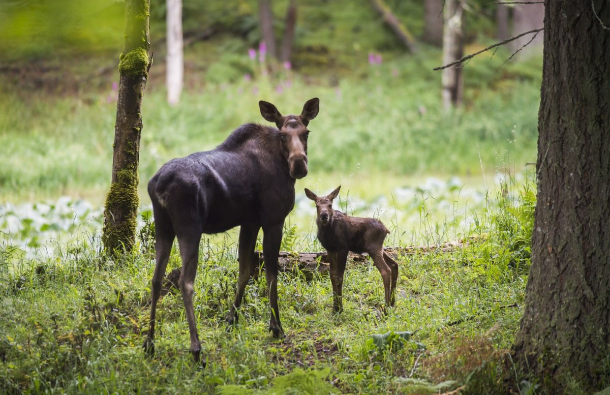 Лосиха с лосенком в лесу