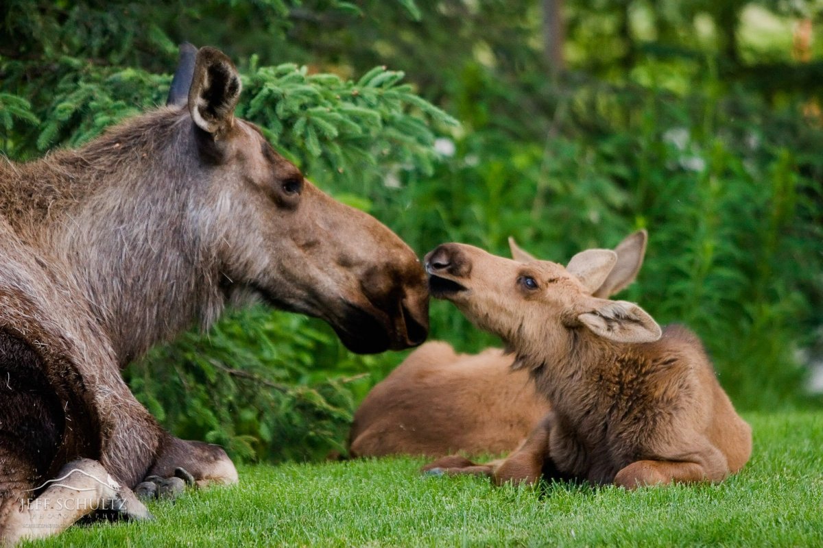 Лосиха с лосенком