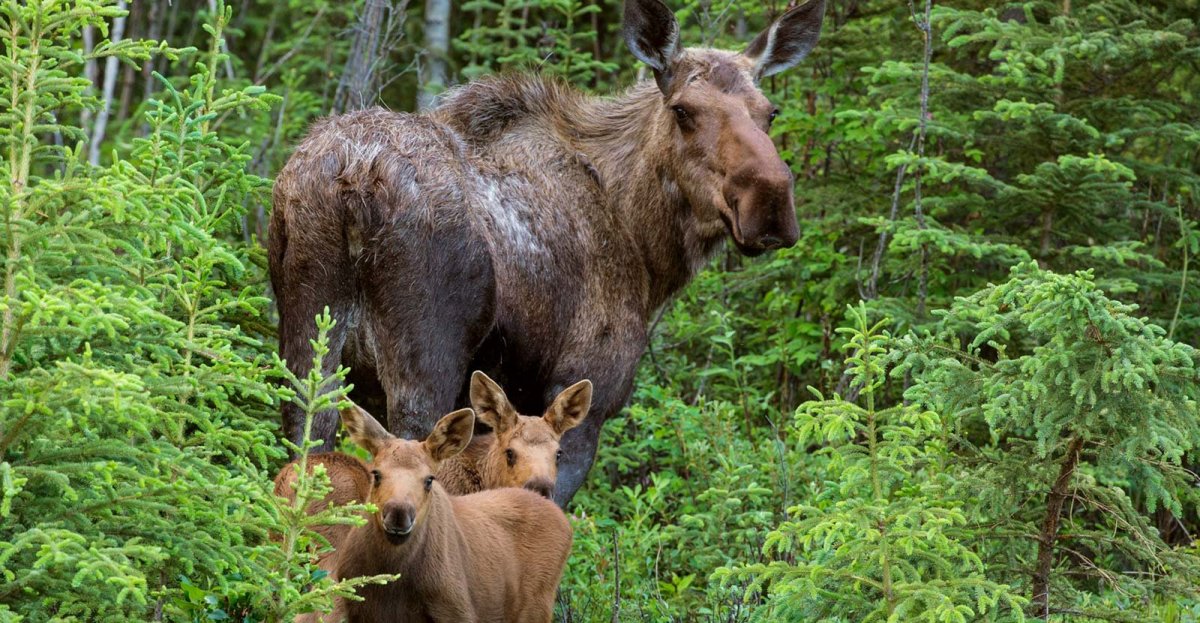 Лосиха Люся