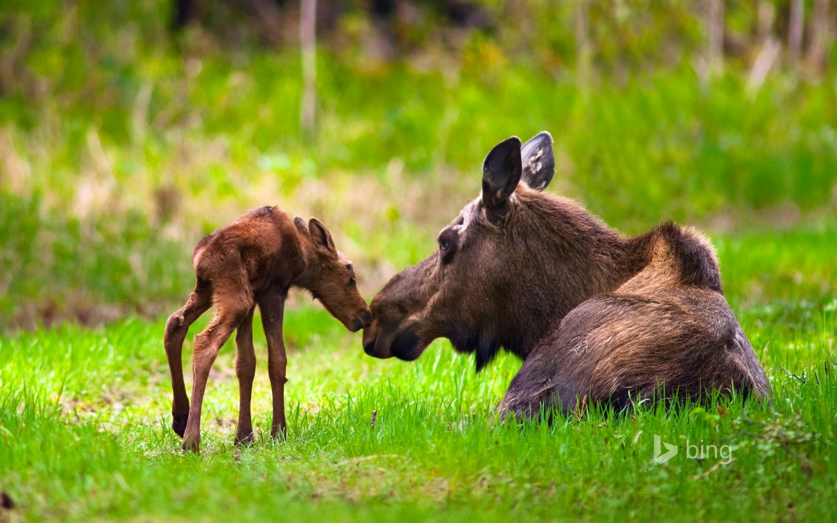Детеныш лося