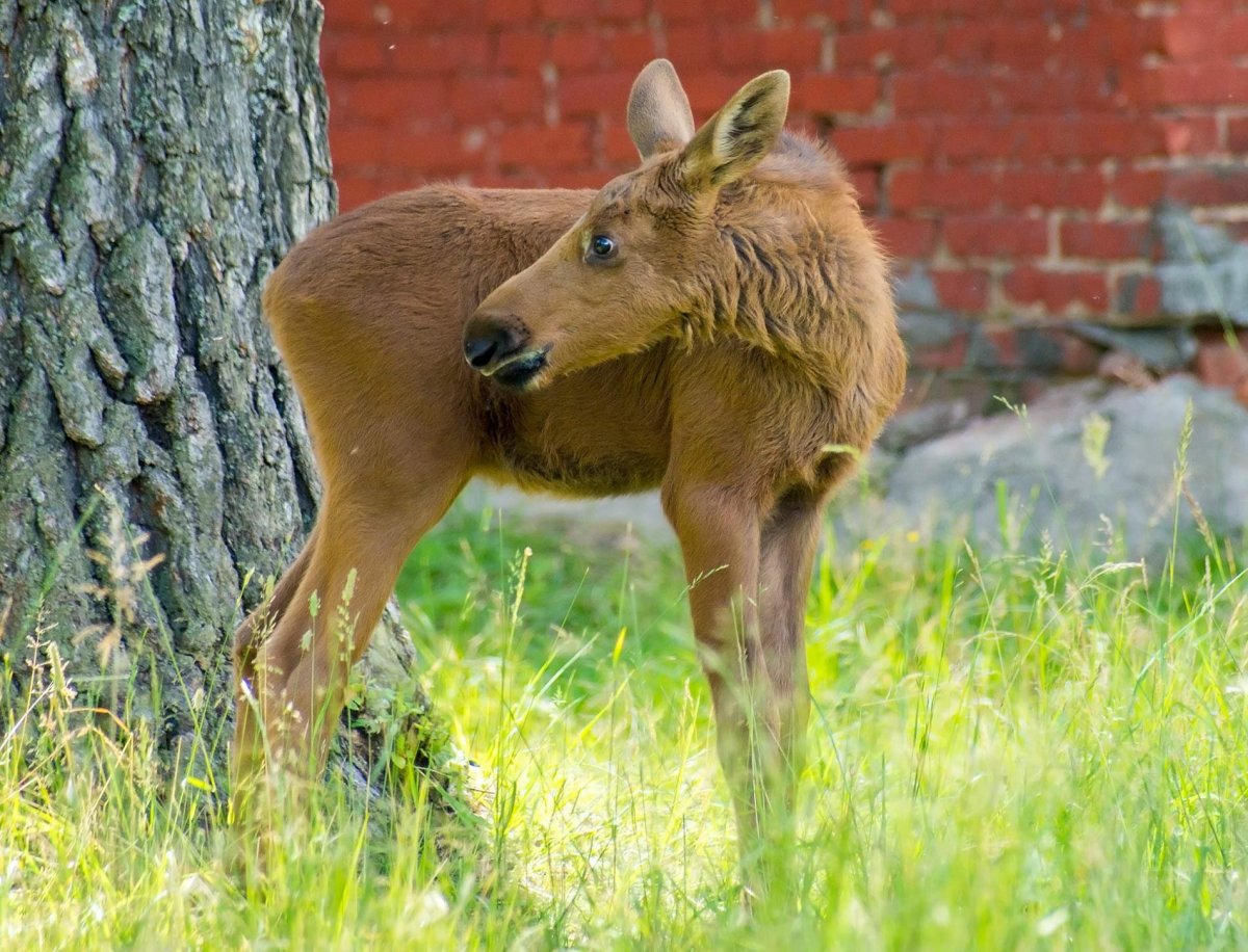 Лосенок Эрнест