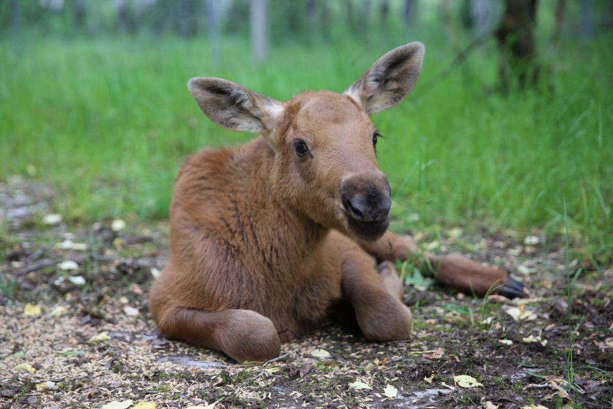 Маленький Лось