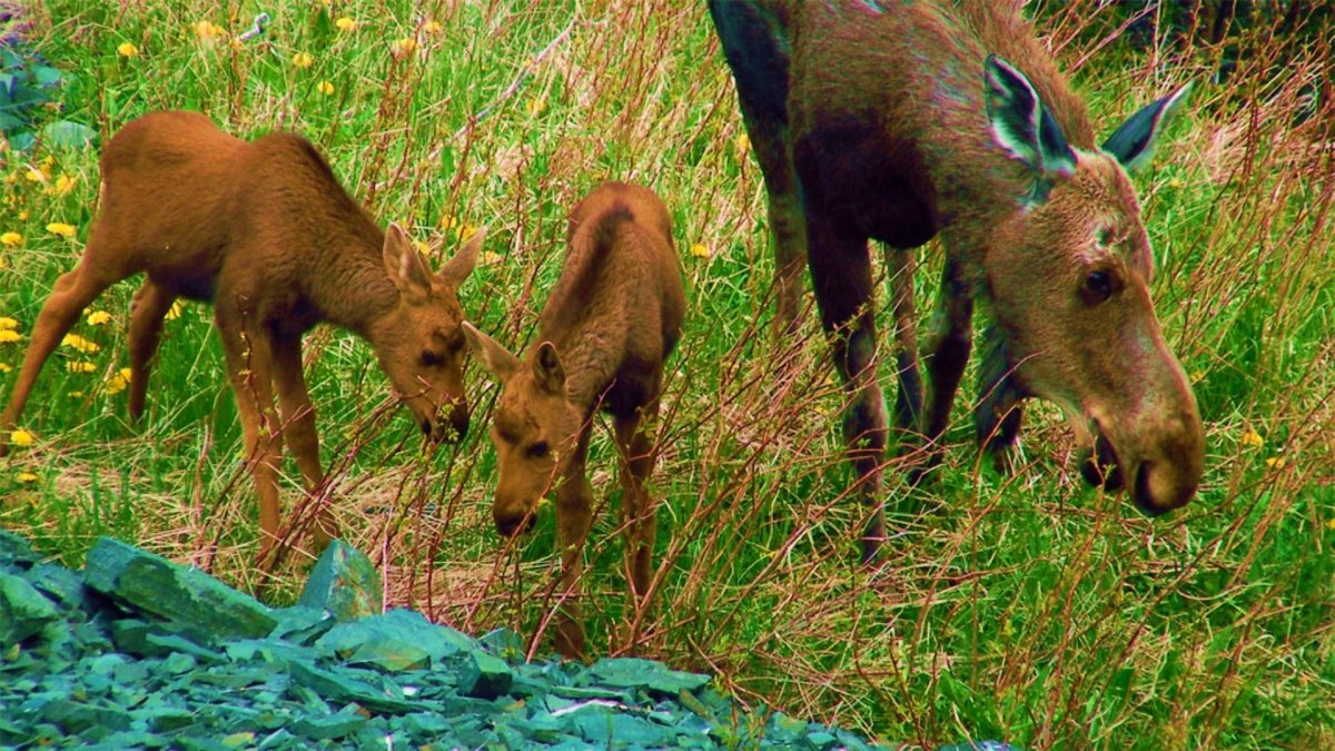Лось для детей