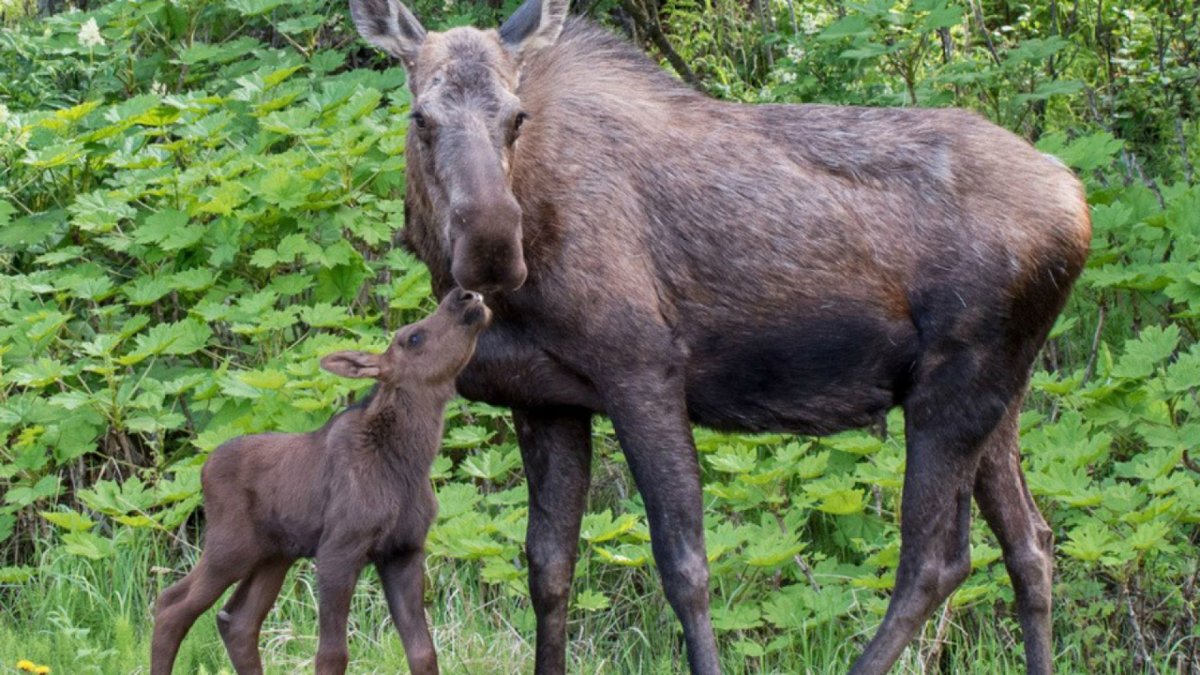 Семья лосей