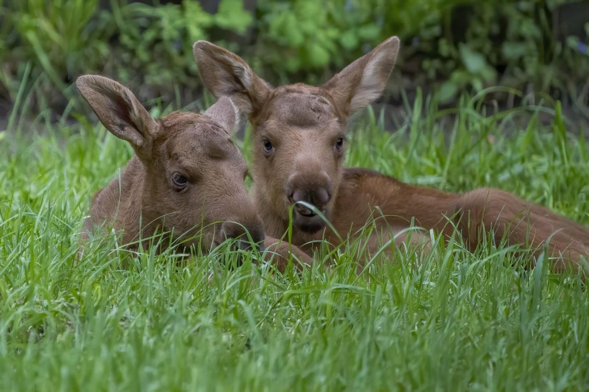 Карликовый лосенок