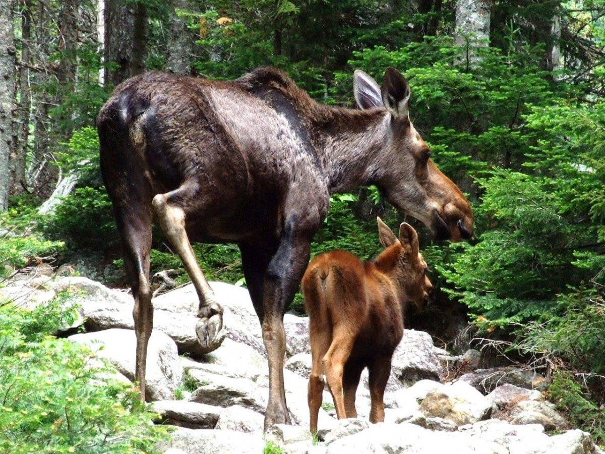 Лосиха с лосенком