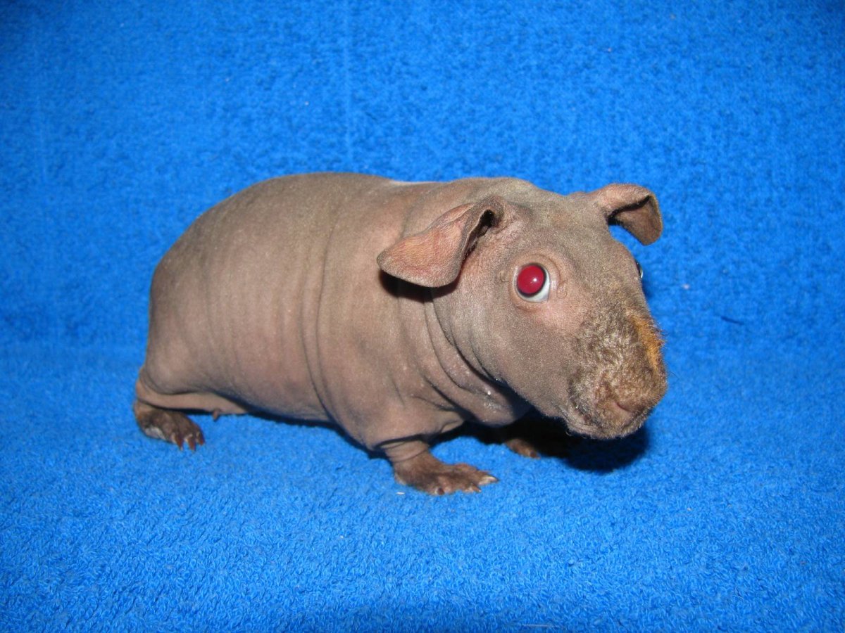 Карликовый Либерийский Бегемот