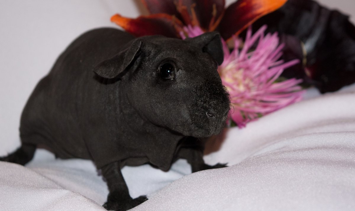 Морская Свинка скинни Бегемотик