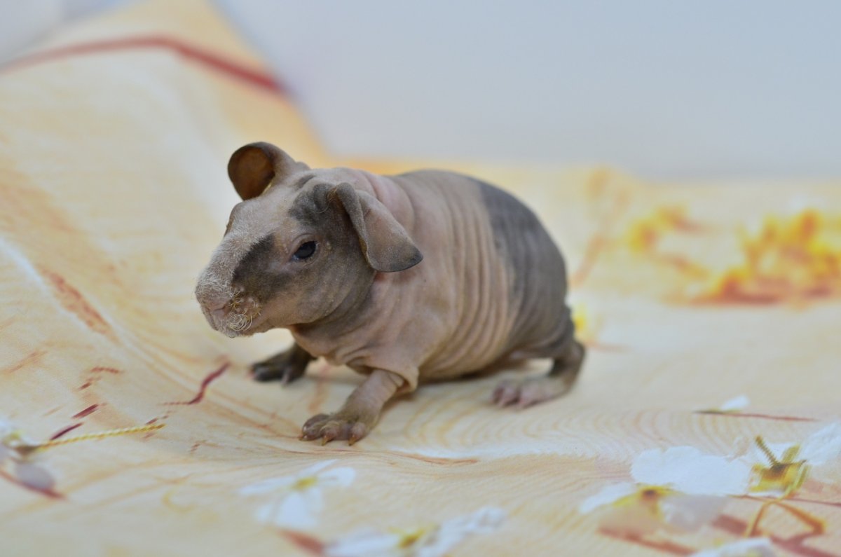 Бегемотик Фиона