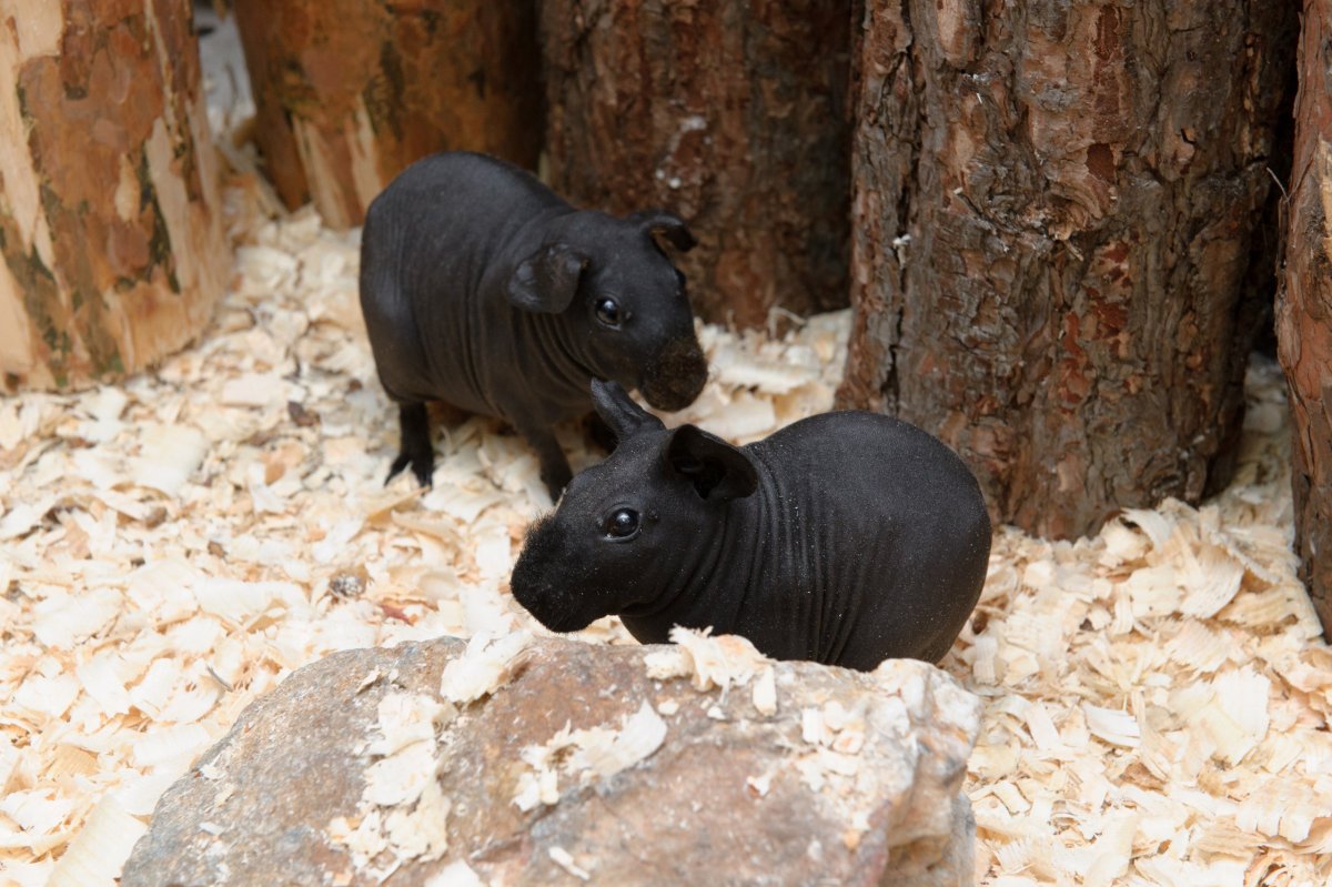 Морская Свинка скинни Бегемотик