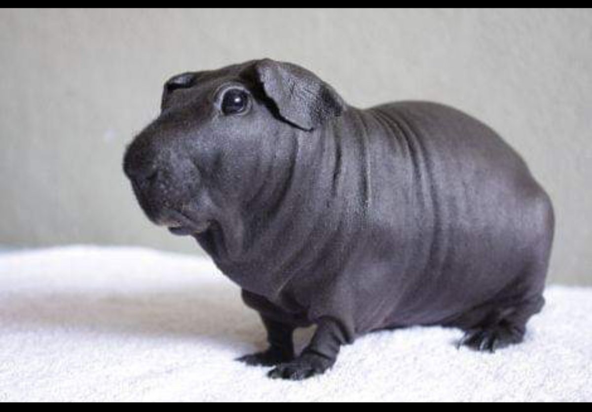 Лысая морская Свинка скинни