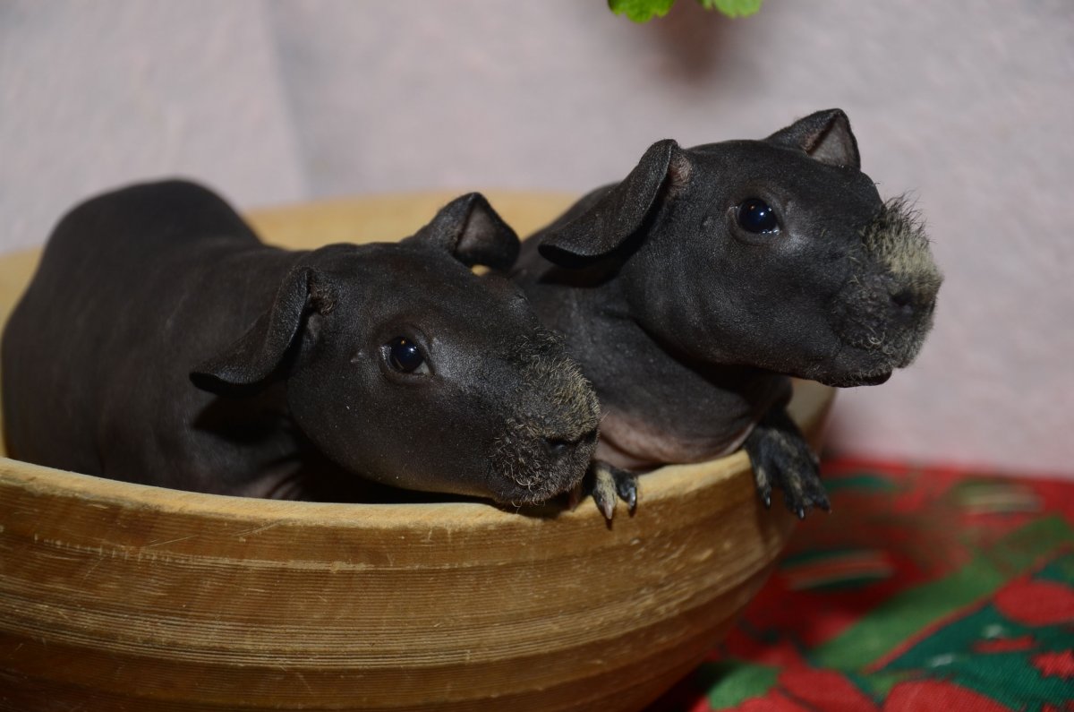 Морская Свинка скинни