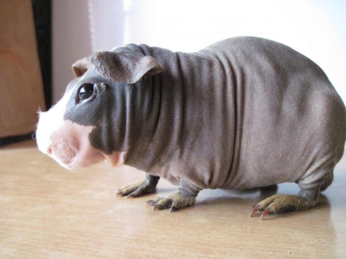 Морская Свинка скинни Бегемотик