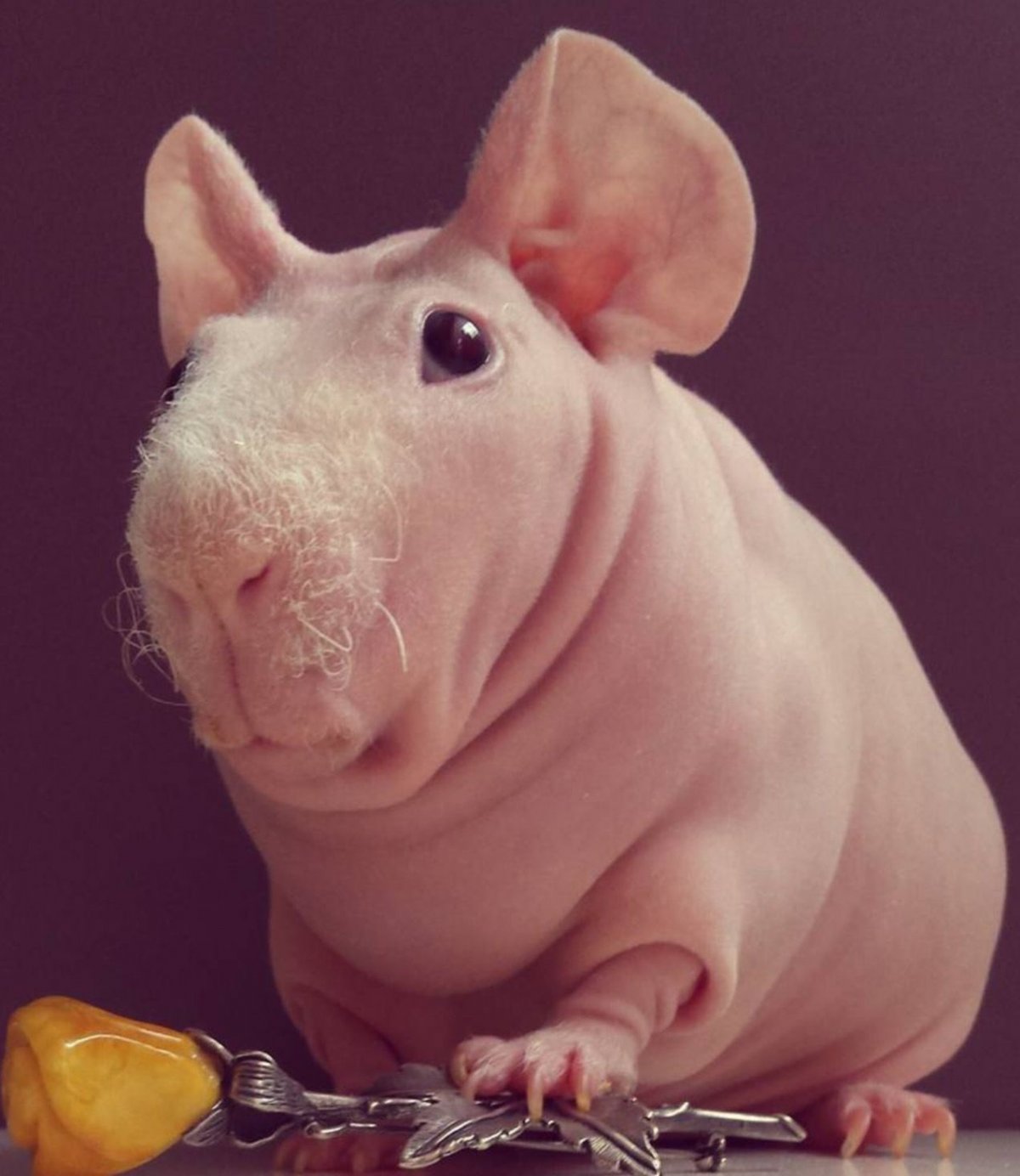 Бегемот фото