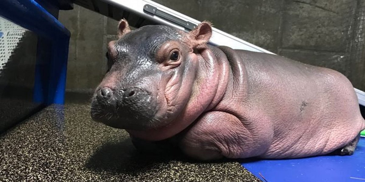 Бегемотик Фиона