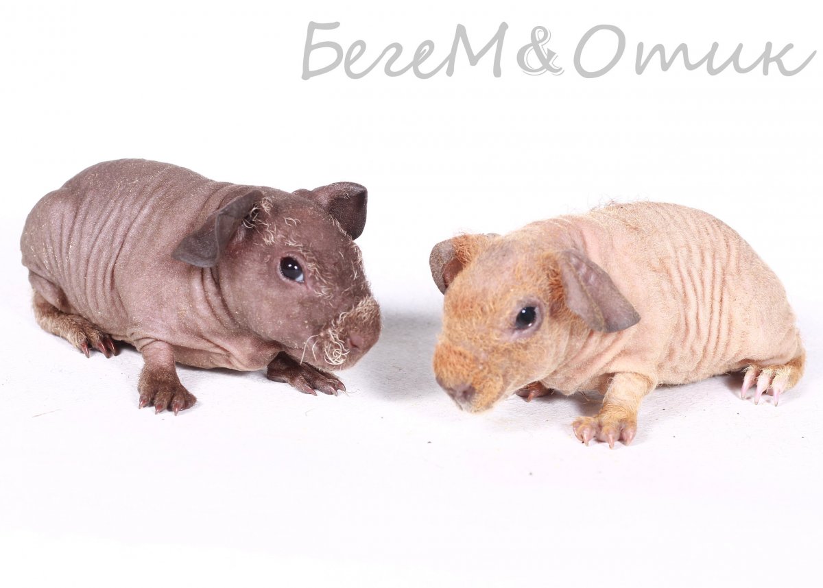 Мини Бегемотик домашний морская Свинка