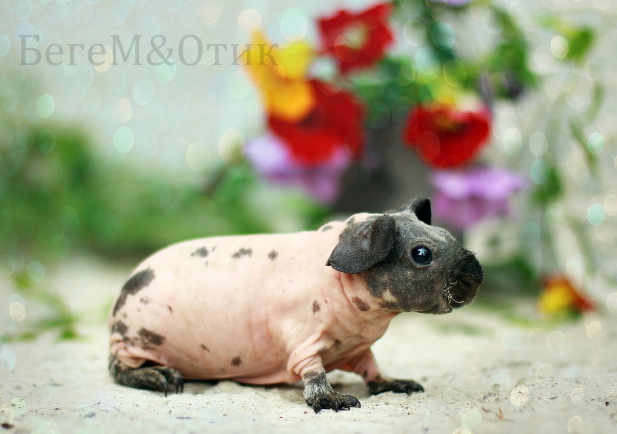 Свинка скинни сфинкс