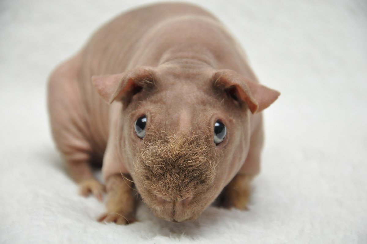 Морская Свинка породы скинни