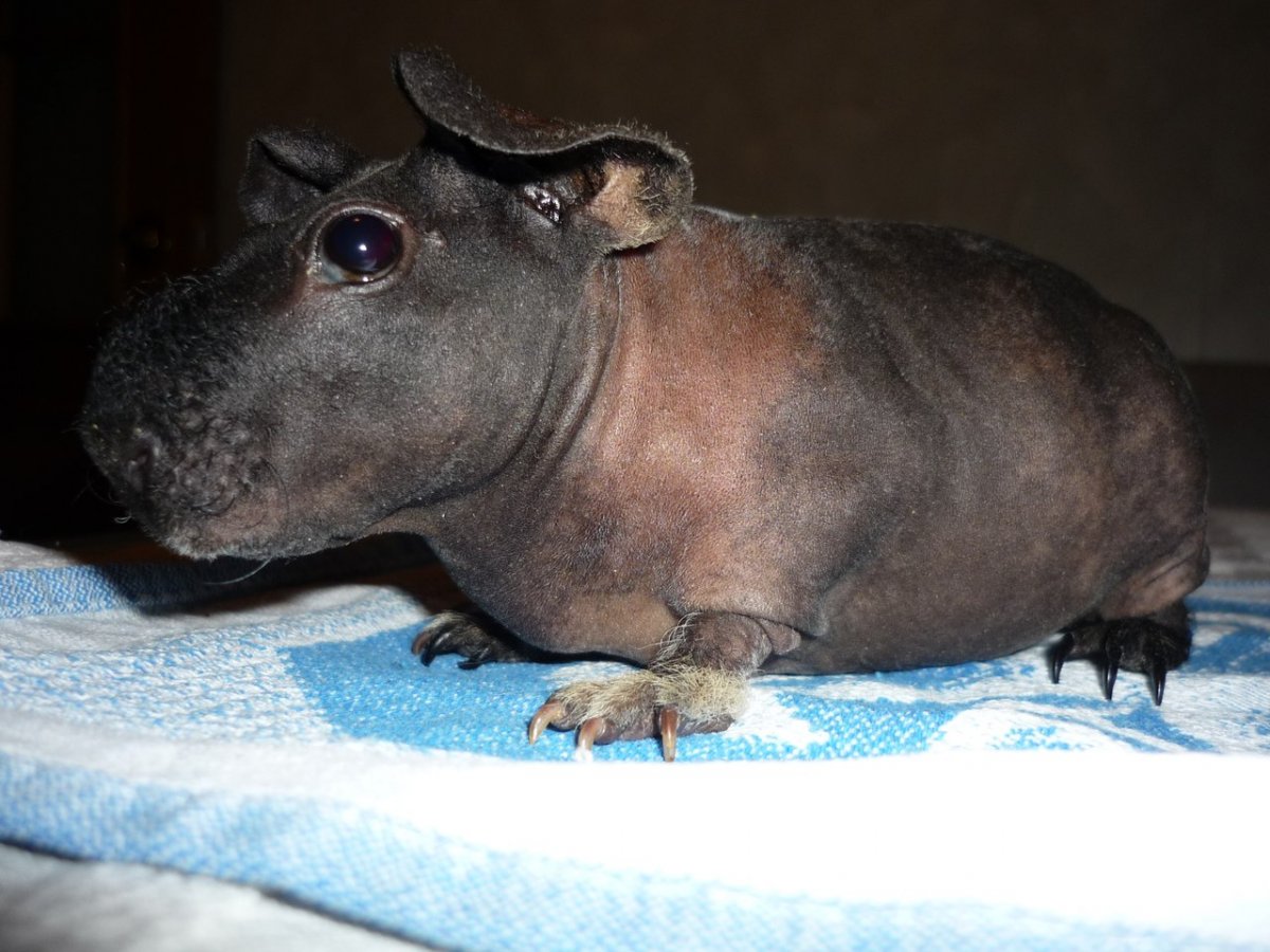 Морская Свинка бегемотикик