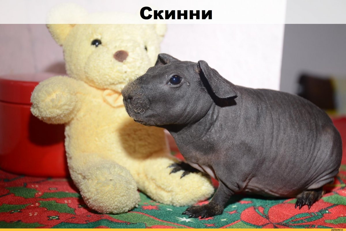 Морская Свинка Бегемотик к зоопарк магазин