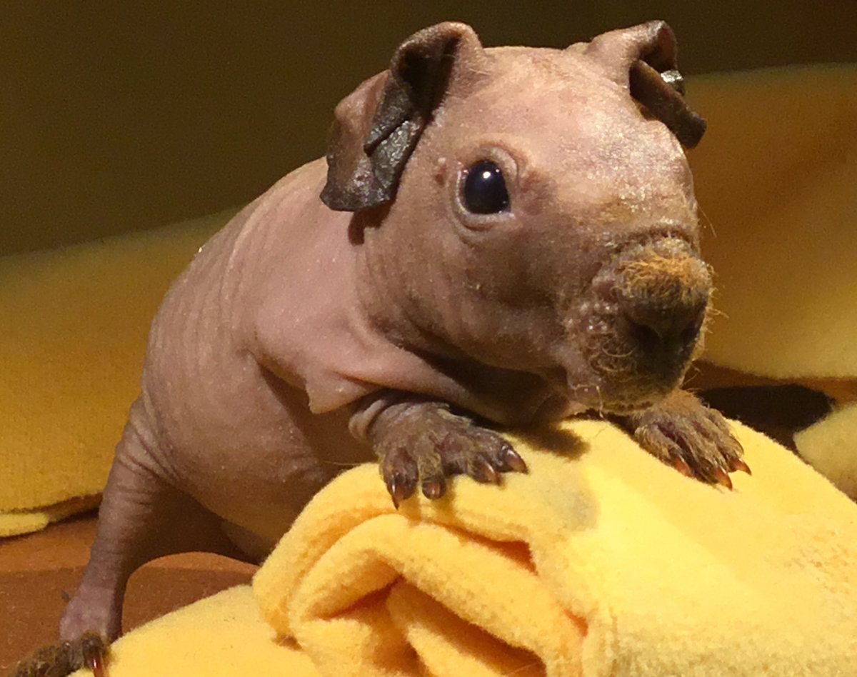 Декоративные Карликовые Бегемоты