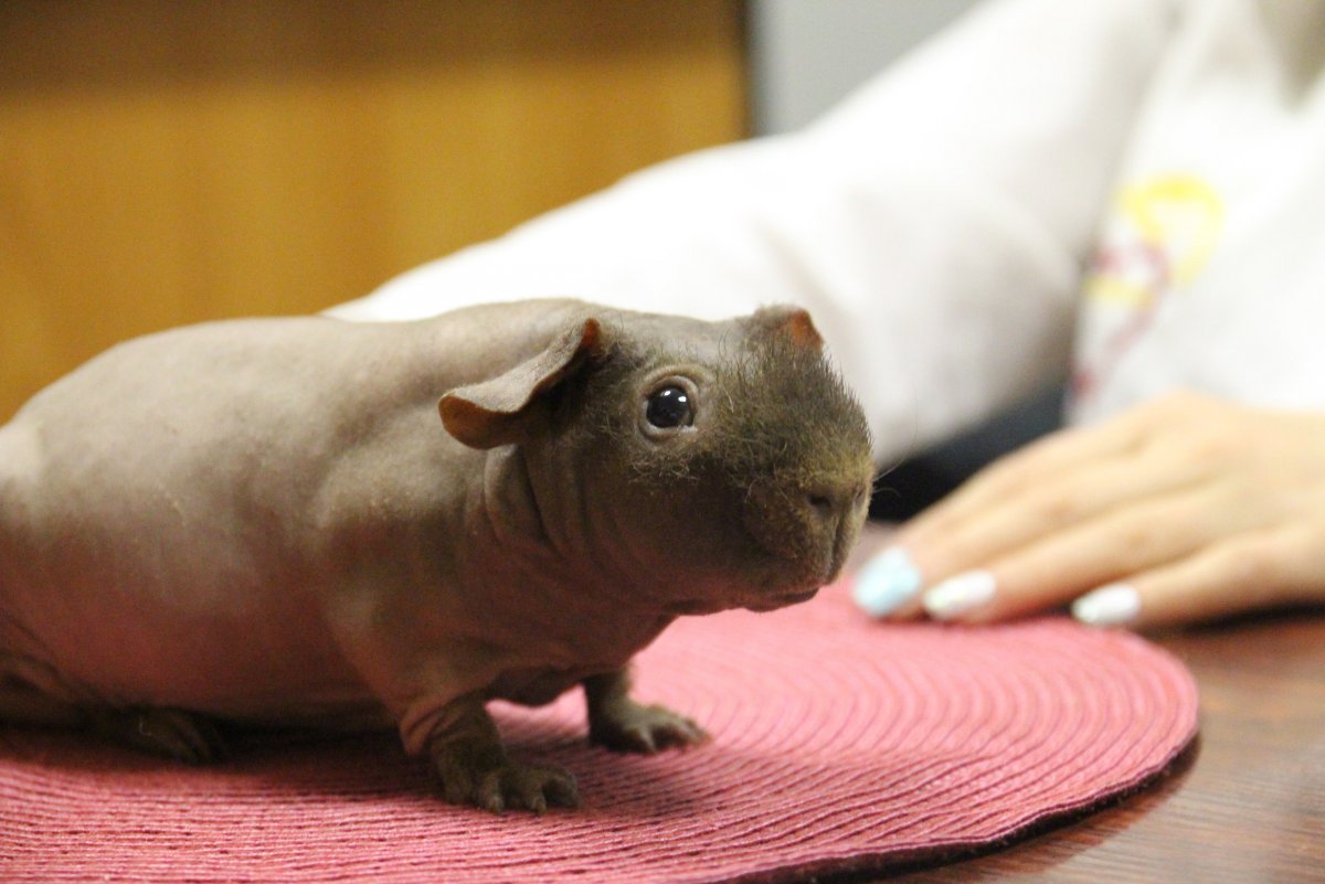 Морская Свинка скинни