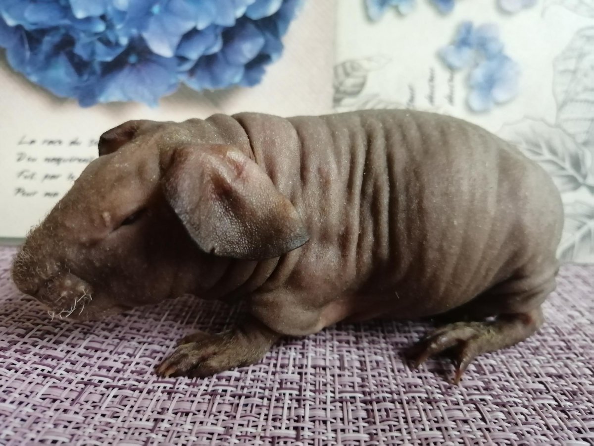 Карликовый Бегемот морская Свинка