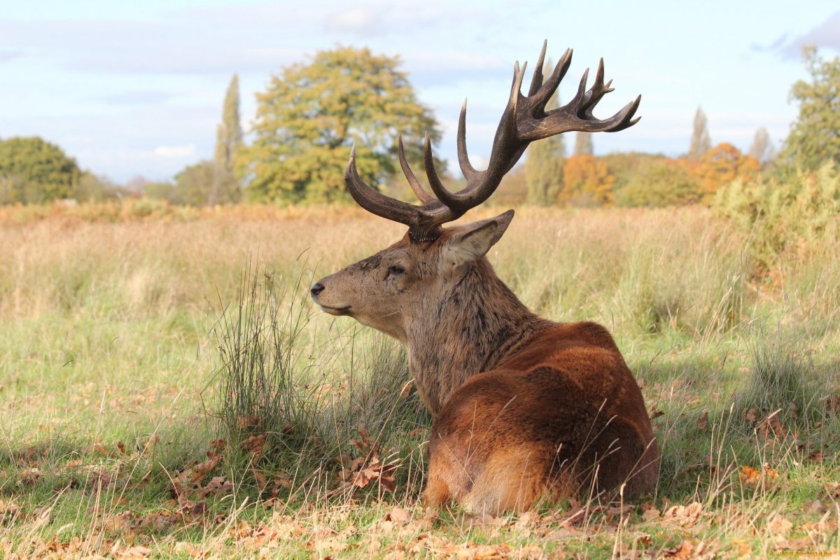 Белохвостый олень Финляндии