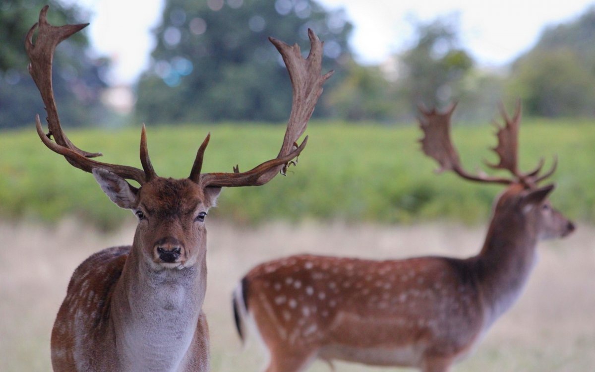 Рога белохвостого оленя
