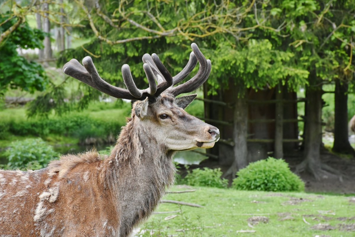 Европейская Лань dama dama