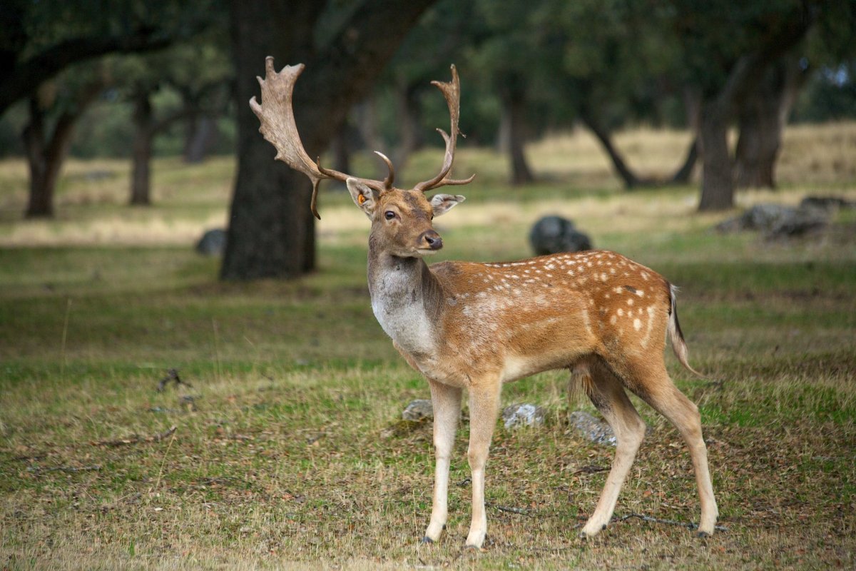 Красивые фотографии природы и животных