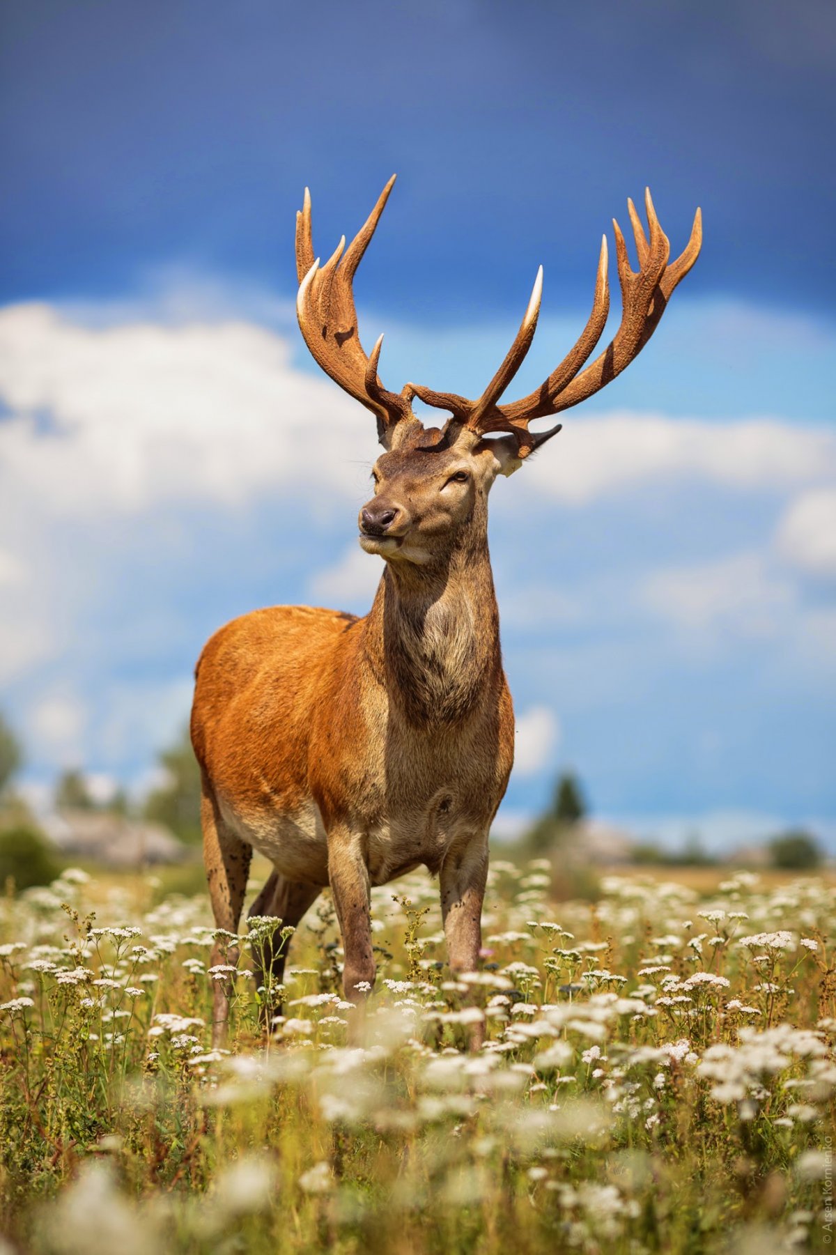 Благородный олень (Cervus elaphus)