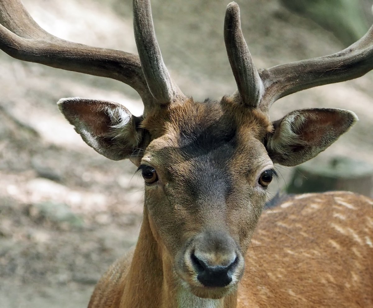 Оленей Cervus Campestris