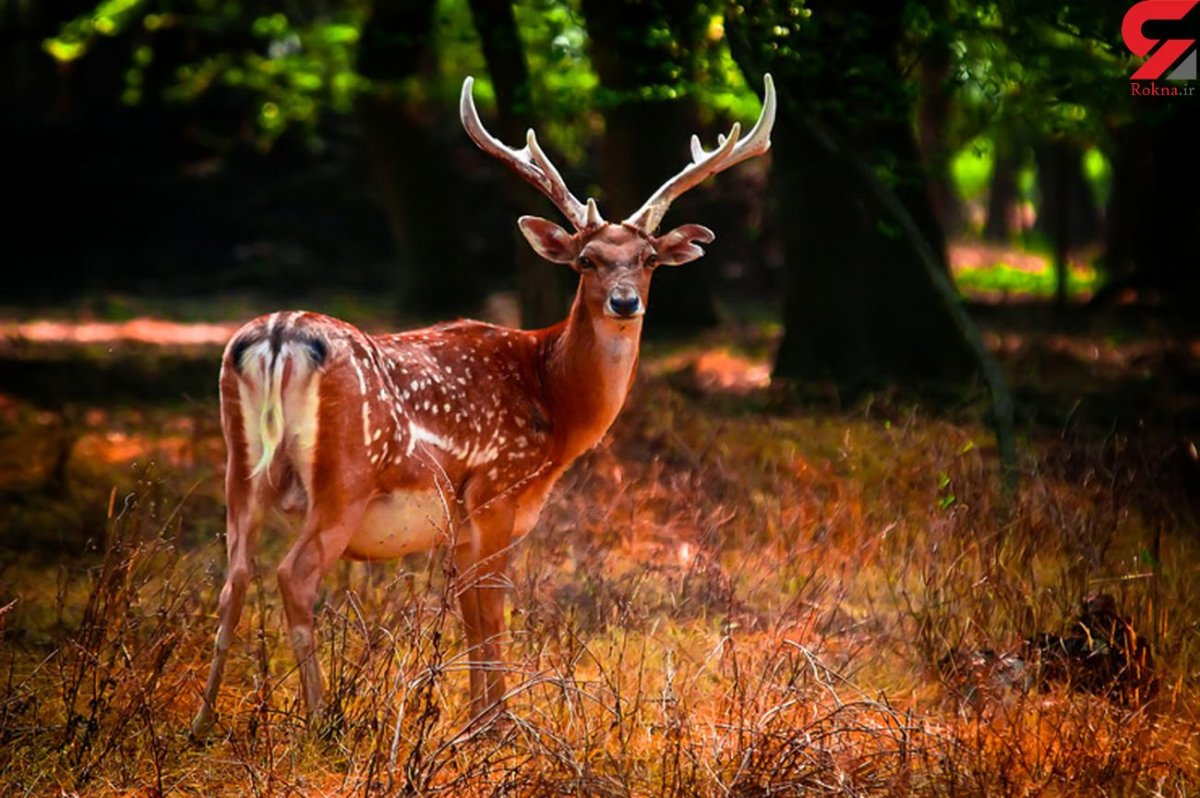 Дикий олень