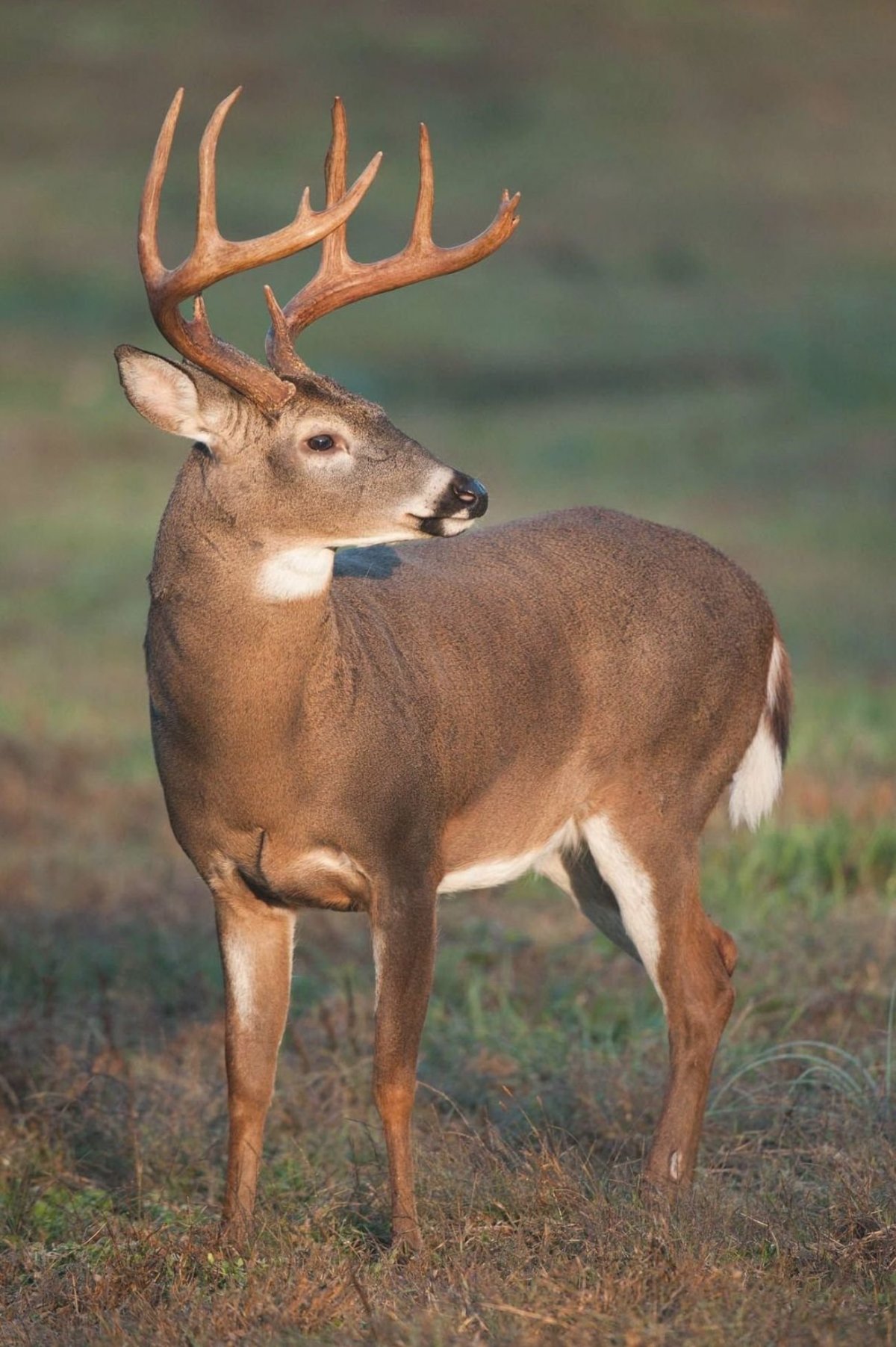 Индийский олень